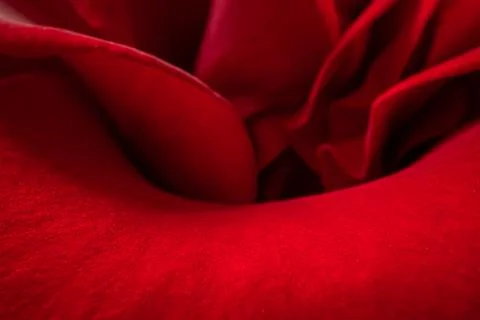 Red rose petals macro view with soft light and velvety texture 스톡 사진