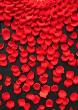 Red rose petals Stock Photos