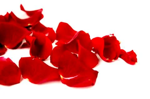 Red rose petals Stock Photos