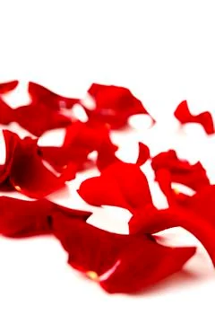 Red rose petals Stock Photos