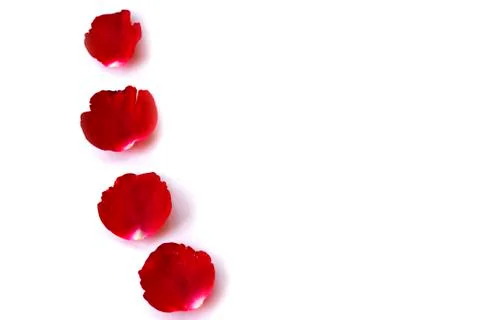 Red Rose With Petals Stock Photos