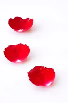 Red Rose With Petals Stock Photos