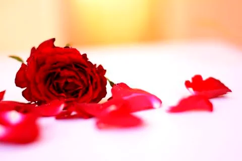 Red Rose With Petals Stock Photos