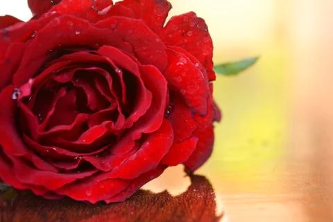 Red Rose With Petals Stock Photos