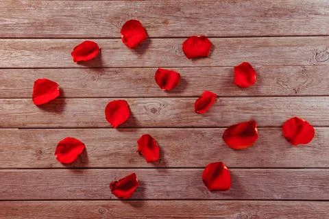 Red rose petals Stock Photos
