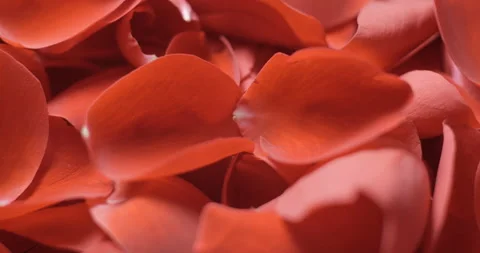 Red rose petals rotating macro in studio 4K, Valentine’s Day background Stock Footage 263687175