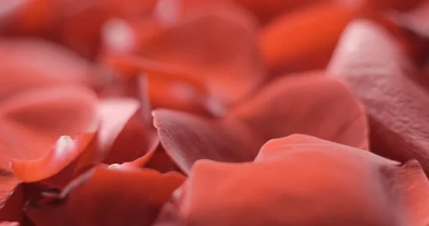 Red rose petals rotating macro in studio 4K, Valentine’s Day background Video stock 263687224