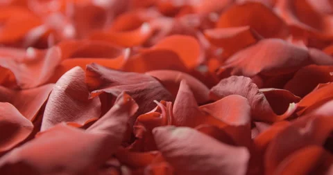 Red rose petals rotating in studio 4K, Valentine’s Day background Video stock 263687255