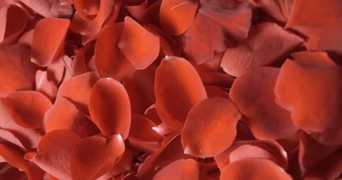 Red rose petals rotating in studio 4K, Valentine’s Day background Stock Footage 263687279
