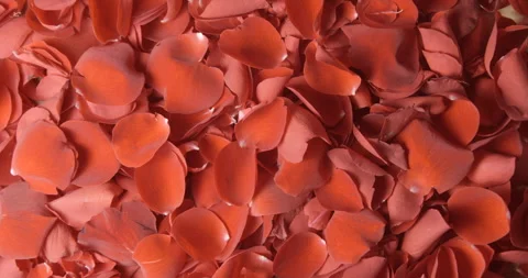 Red rose petals rotating in studio 4K, Valentine’s Day background Video stock 263687349