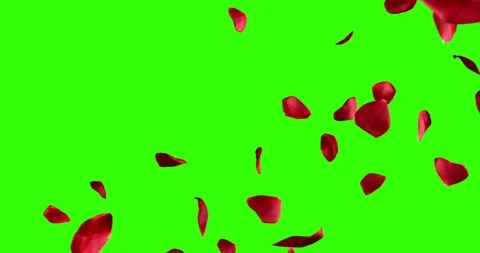 Red rose petals screen transition horizontal flying flowing on chroma key Stock Footage 95969125