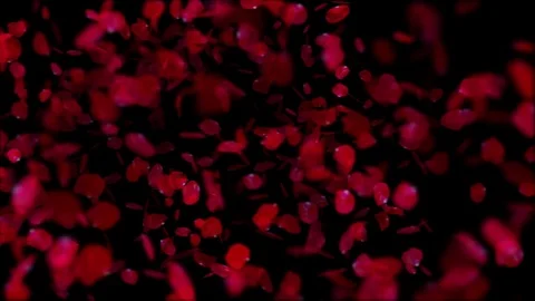 Red rose petals Scroll right on Black background Stock Footage 121194558