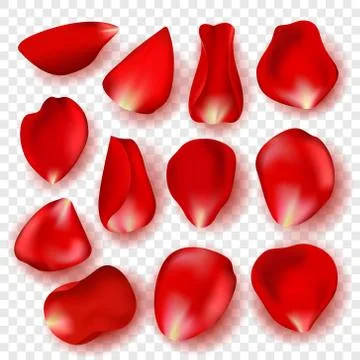 Red rose petals with shadow isolated on transparent background. Vector Stock Illustration