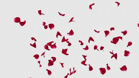 Red rose petals slow explosion Stock Footage 156377944