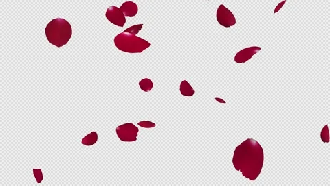 Red Rose Petals Slow Falling Stock Footage 221900037