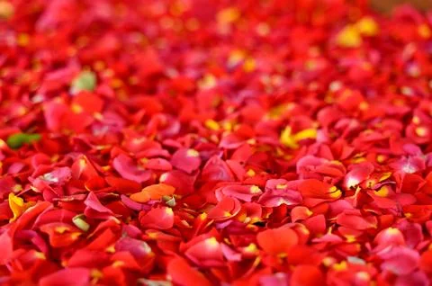 Red Rose petals spread on the surface for background. Used selective focus. Stock Photos