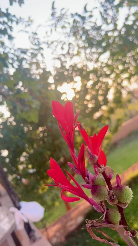 Red Rose Petals with Sunlight in Slow Motion 4K Stock Footage 344928996