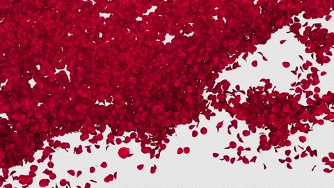 Red Rose Petals Transition Elegant Floral Sweep Stock Footage 330222885