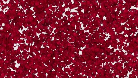 Red Rose Petals Transition Stock Footage 229836662