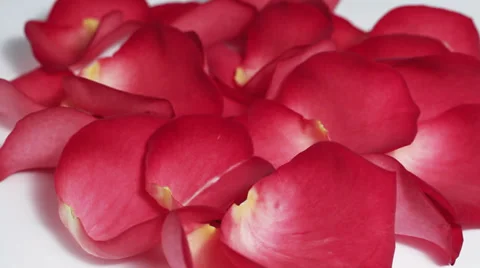 Red rose petals turning Stock Footage 33691910