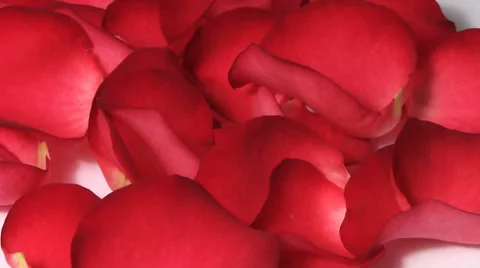 Red rose petals turning macro Video stock 33717120