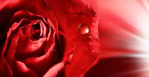 Red rose petals  with water droplets and rays of light. abstract backgrounds Stock Photos