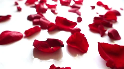 Red rose petals  on white background Stock Footage 50019161
