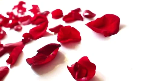 Red rose petals  on white background Видео 57255220