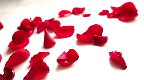Red rose petals  on white background Stockbeeldmateriaal 61515282