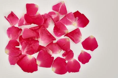 Red Rose petals on white Stock Photos