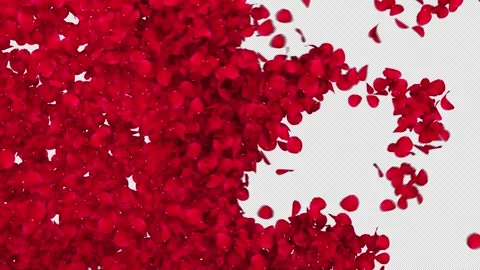 Red Rose Petals Wipe Transition Reveal with Alpha Channel. Stock Footage 339112006