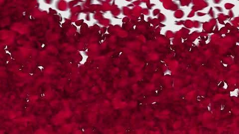 Red Rose Petals Wipe Transition Reveal with Alpha Channel. Stock Footage 340373649
