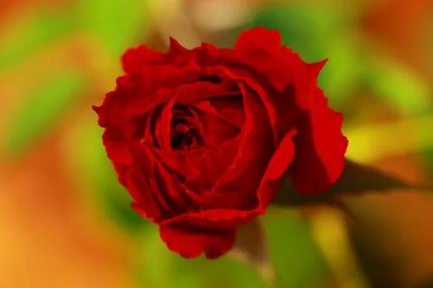 Red Rose 写真素材