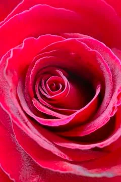 Red rose Stock Photos