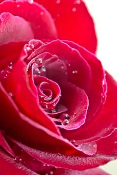 Red rose Stock Photos