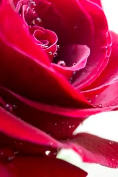 Red rose Stock Photos