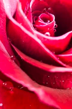 Red rose Stock Photos