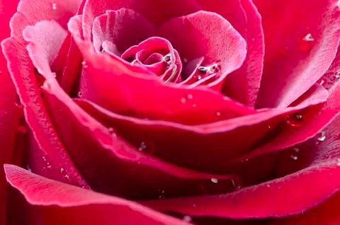 Red rose Stock Photos