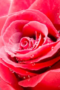 Red rose Stock Photos
