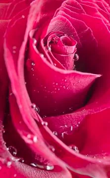 Red rose Stock Photos