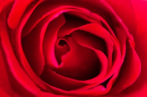 Red rose Stock Photos