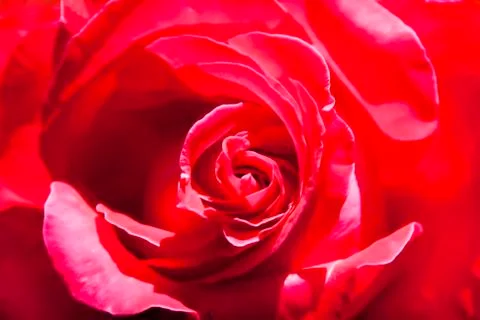 Red rose Stock Photos