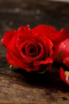 Red rose Stock Photos