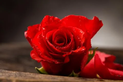 Red rose Stock Photos