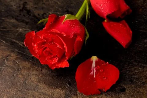 Red rose Stock Photos