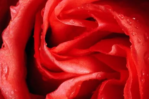 Red rose Stock Photos