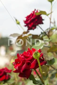 Red rose. Stock Photos