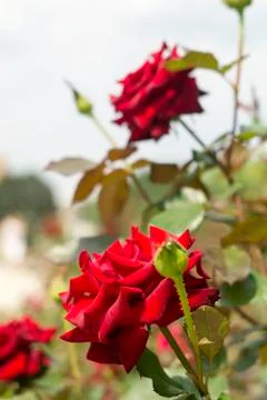 Red rose. Stock Photos
