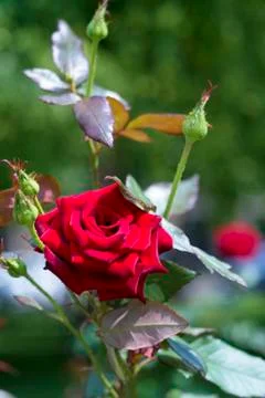 Red rose. Stock Photos