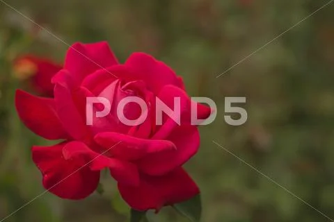 Red rose. Stock Photos